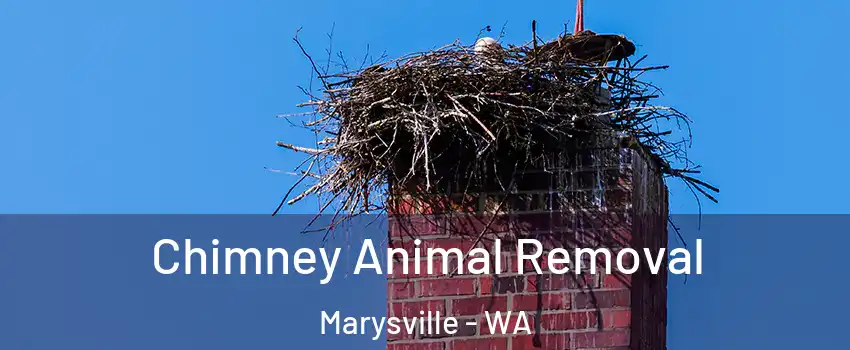 Chimney Animal Removal Marysville - WA