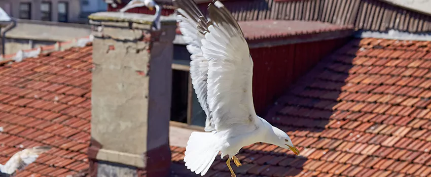 Residential Chimney Animal Removal Solution in Marysville, WA