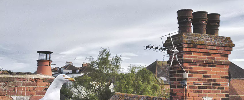 Chimney Cleaning And Restoration in Marysville, Washington